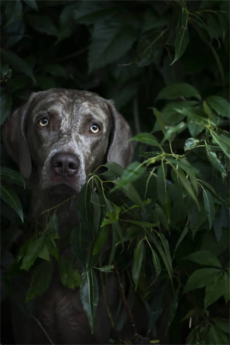 图片 泰迪幼犬驱虫全攻略：科学方案+注意事项，新手必看！.jpg