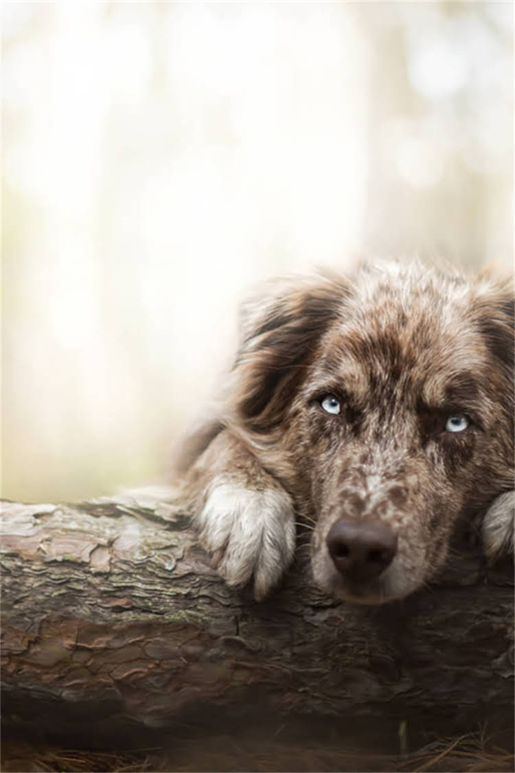 图片 泰迪幼犬驱虫全攻略：科学方案+注意事项，新手必看！2.jpg