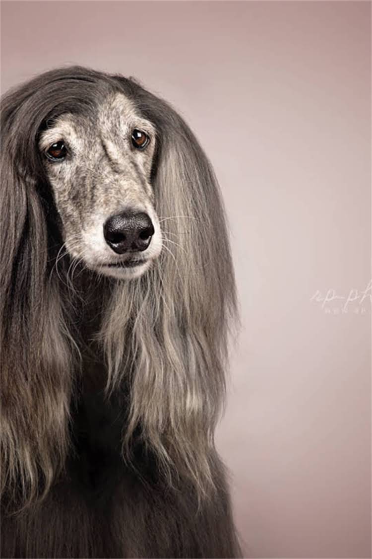 图片 泰迪总吐怎么回事？全吐奶原因+科学应对指南，养狗人必看！🐾1.jpg