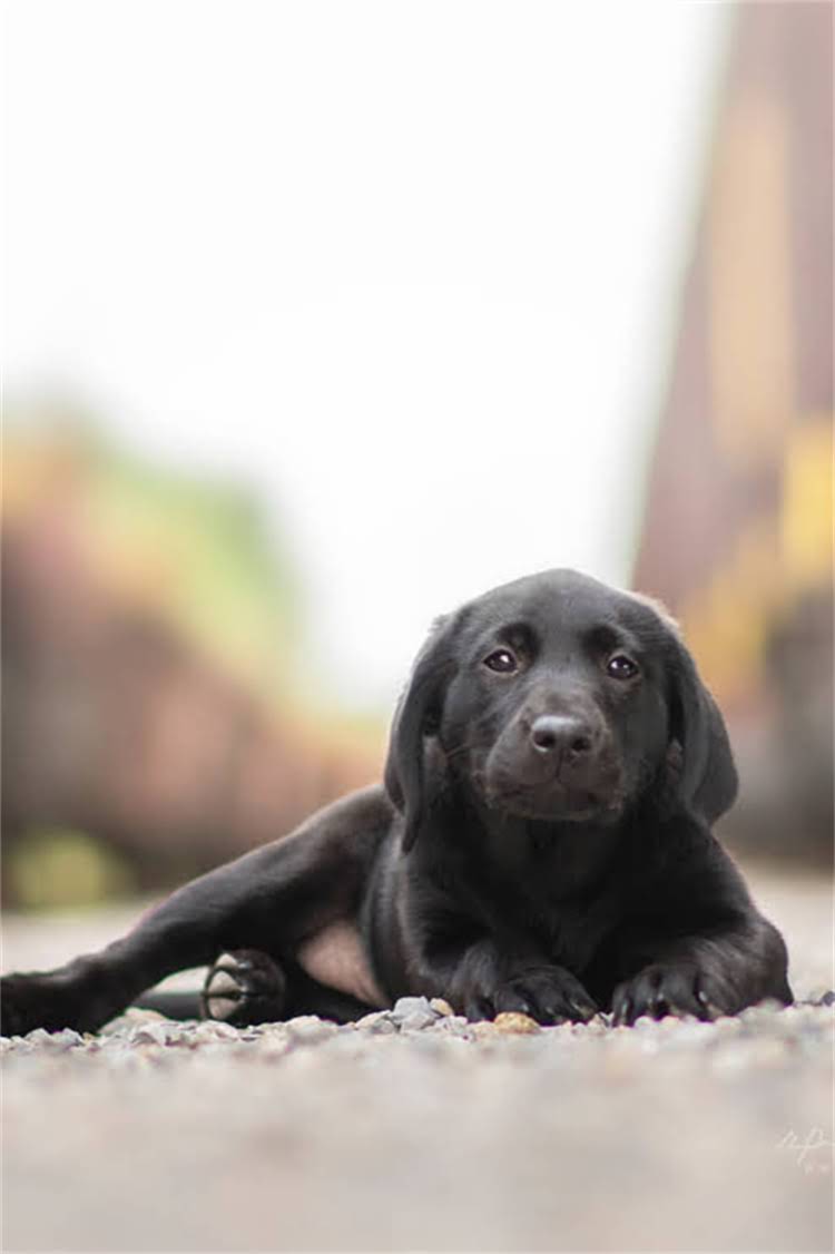 图片 泰迪总吐怎么回事？全吐奶原因+科学应对指南，养狗人必看！🐾2.jpg