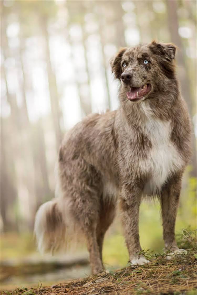 图片 泰迪梳毛工具全攻略：5种必备梳子+3大技巧，让毛孩永远光洁顺滑！.jpg