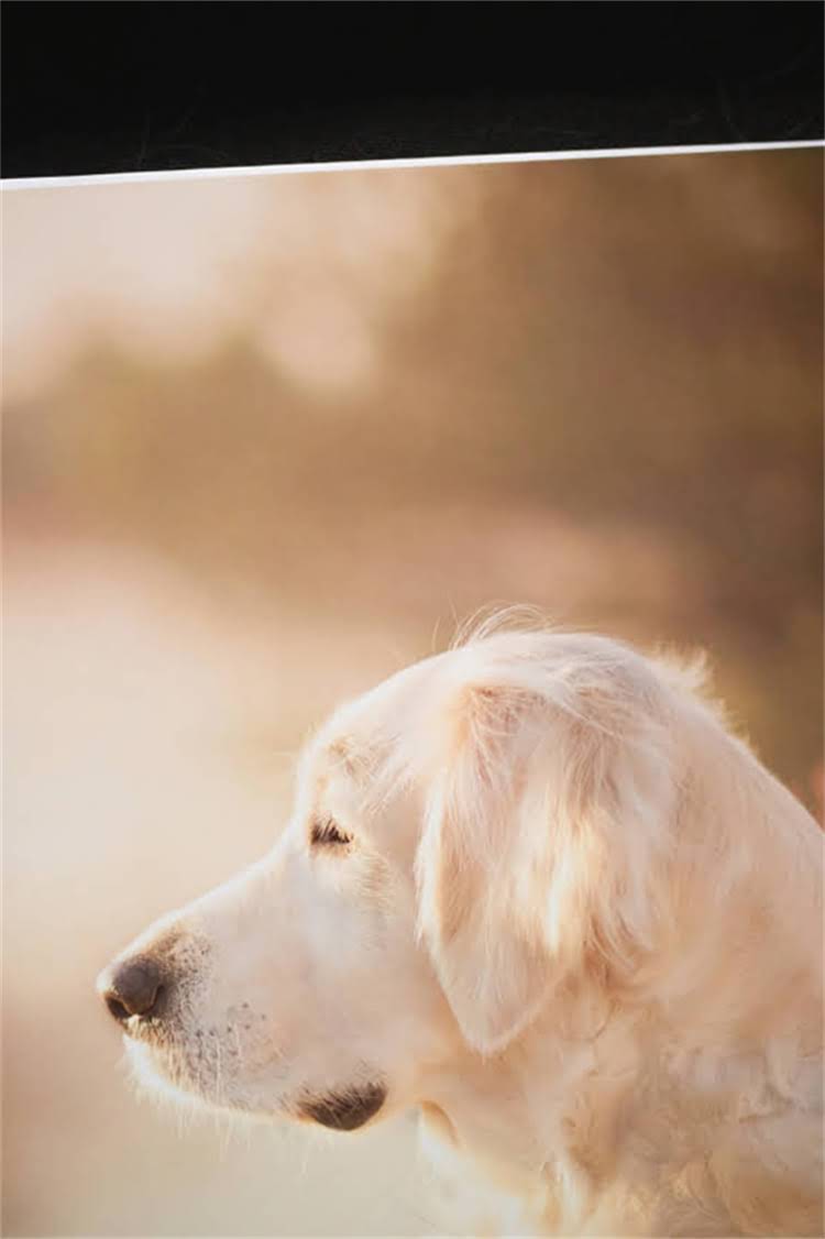 图片 泰迪梳毛工具全攻略：5种必备梳子+3大技巧，让毛孩永远光洁顺滑！1.jpg