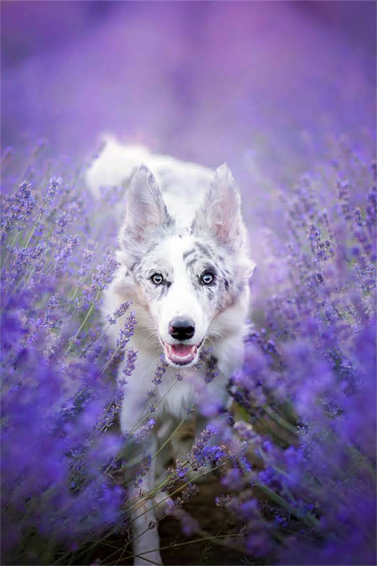 图片 泰迪泪痕严重怎么办？专业护理指南（附清洁+饮食+治疗全攻略）1.jpg