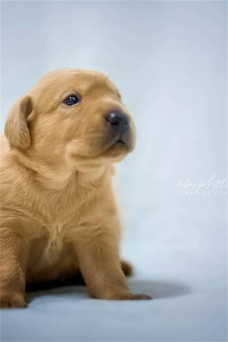 图片 泰迪泪痕严重怎么办？专业护理指南（附清洁+饮食+治疗全攻略）2.jpg