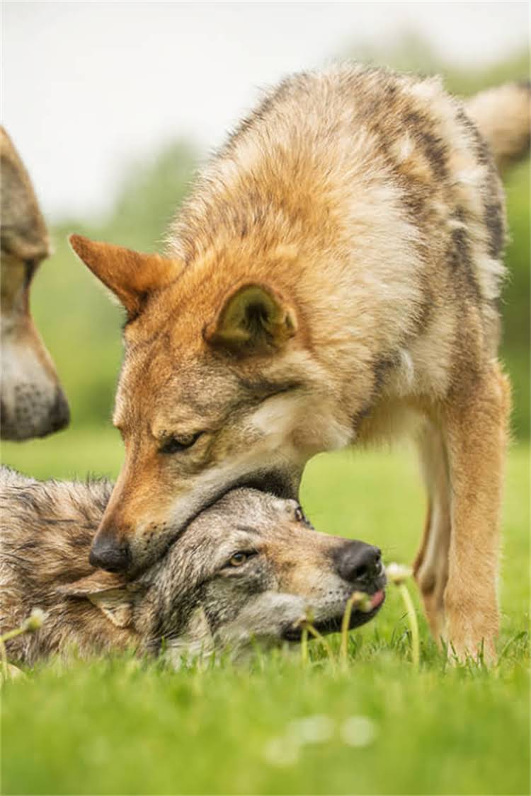 图片 泰迪洗澡多久一次？科学频率+5大注意事项，让爱犬越洗越健康.jpg