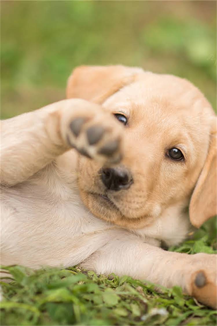 图片 泰迪洗澡多久一次？科学频率+5大注意事项，让爱犬越洗越健康2.jpg