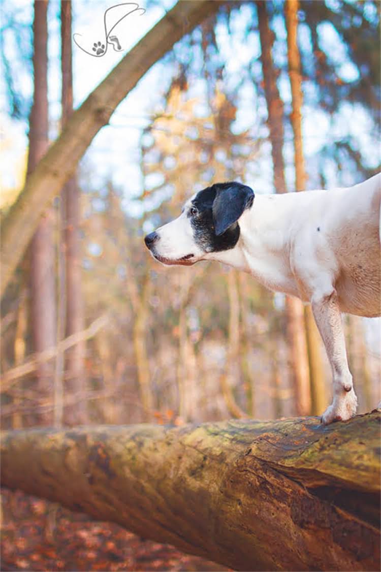 图片 泰迪熊打滚训练全攻略：3步教会狗狗打滚技巧，附正确奖励方法.jpg