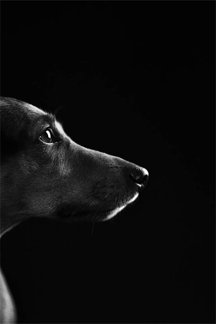 图片 泰迪熊打滚训练全攻略：3步教会狗狗打滚技巧，附正确奖励方法1.jpg