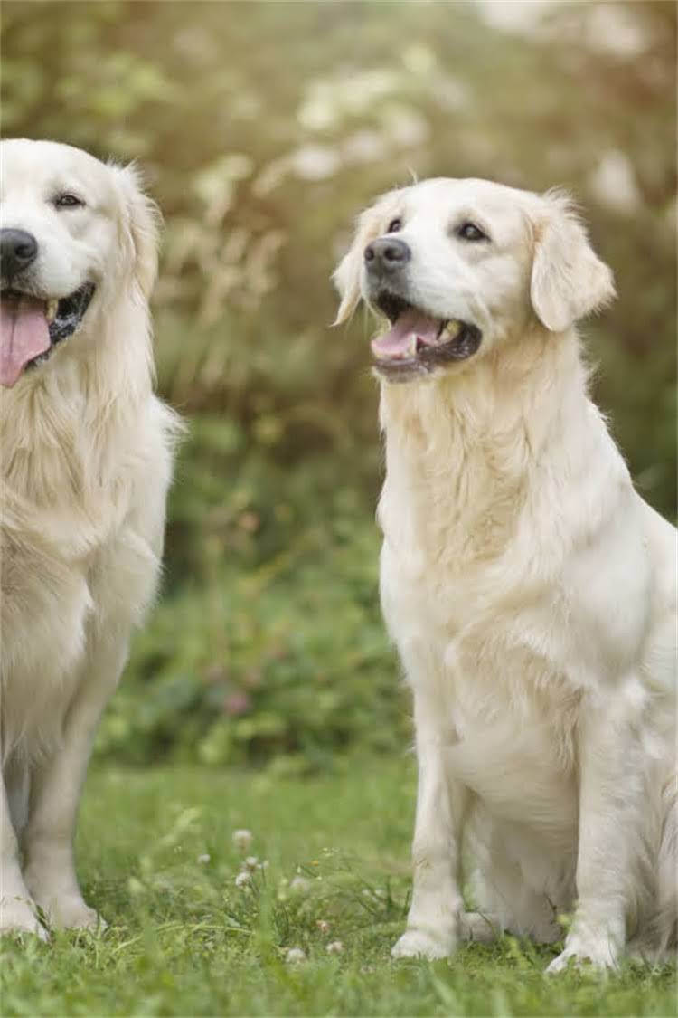 图片 泰迪熊打滚训练全攻略：3步教会狗狗打滚技巧，附正确奖励方法2.jpg