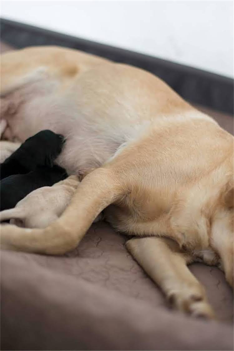 图片 泰迪犬VS贵宾犬：最新饲养指南及品种全对比.jpg
