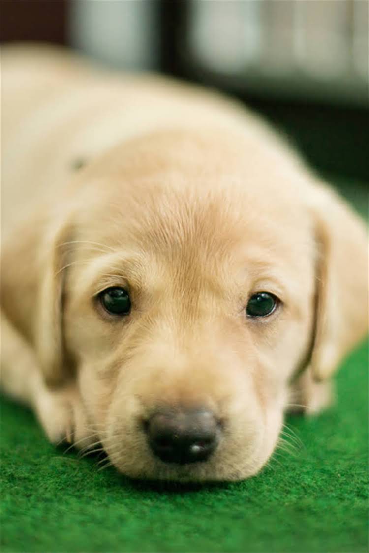 图片 泰迪犬vs比熊犬：6大核心区别，养狗前必看！2.jpg