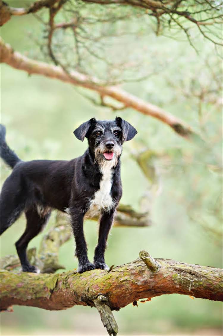 图片 泰迪犬vs比熊犬：全面体型、性格、养护的5大区别（附选购指南）2.jpg