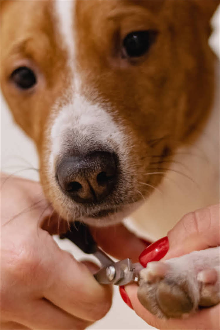 图片 泰迪犬专属天然狗粮推荐TOP10：成分+选购指南1.jpg