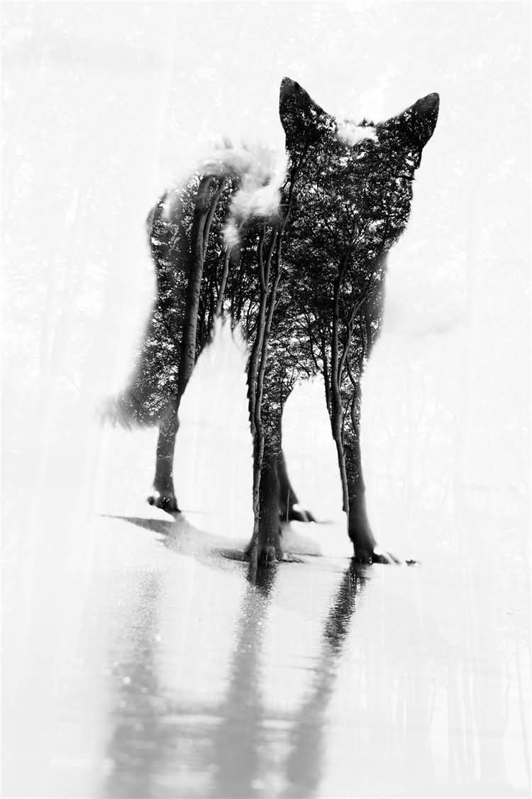 图片 泰迪犬专属天然狗粮推荐TOP10：成分+选购指南2.jpg