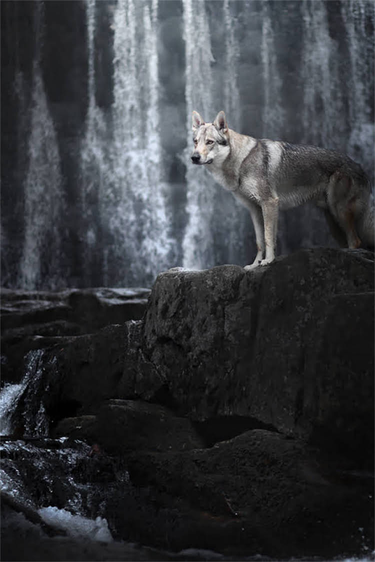 图片 泰迪犬专用狗粮口味全：不同阶段的营养需求与选购指南.jpg