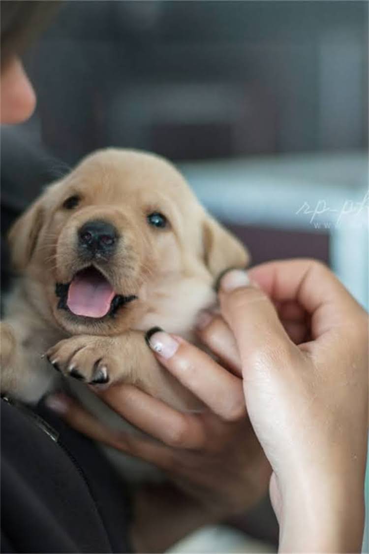 图片 泰迪犬专用狗粮口味全：不同阶段的营养需求与选购指南1.jpg