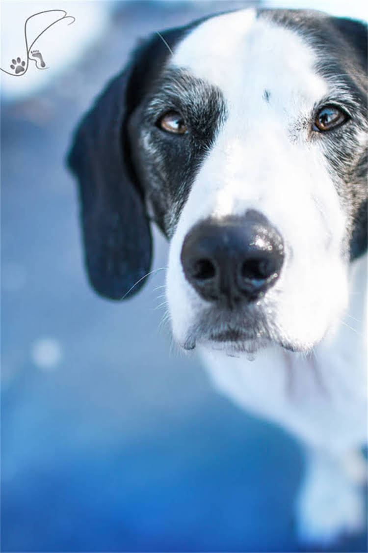 图片 泰迪犬专用狗粮推荐TOP5，附选购指南与避坑技巧！养泰迪必看！.jpg