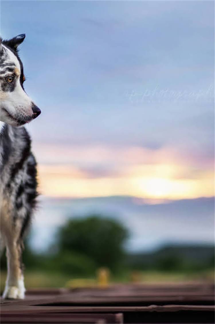 图片 泰迪犬专用狗粮推荐TOP5，附选购指南与避坑技巧！养泰迪必看！2.jpg