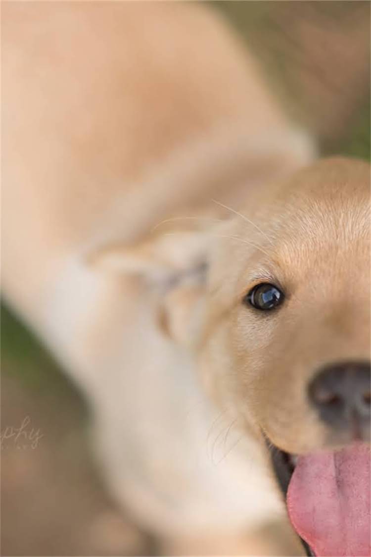 图片 泰迪犬专用狗粮选购指南：科学配比+真实测评的12款口碑品牌推荐1.jpg