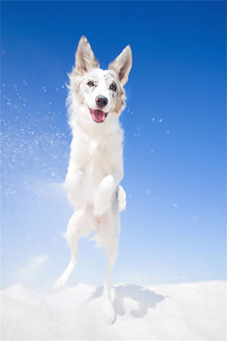 图片 泰迪犬专用狗粮选购指南：科学配比+真实测评的12款口碑品牌推荐2.jpg