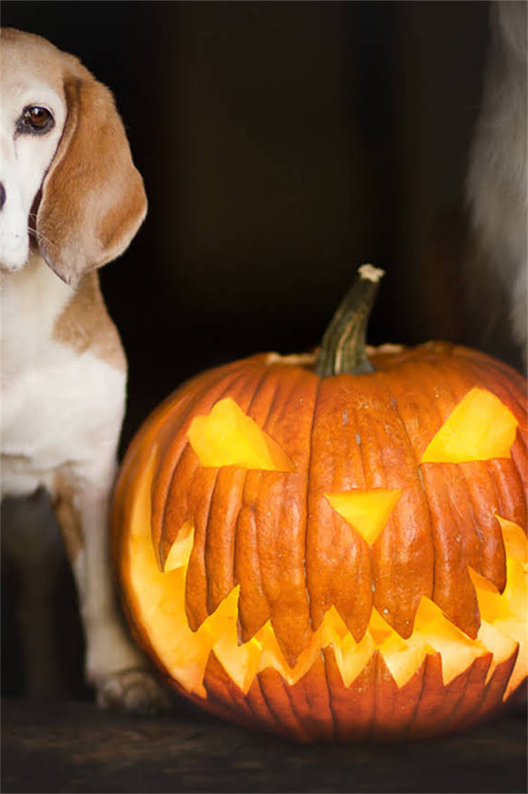 图片 泰迪犬专用窝垫DIY教程：超实用缝制步骤+材料清单+清洁保养全攻略（附尺寸参考）1.jpg