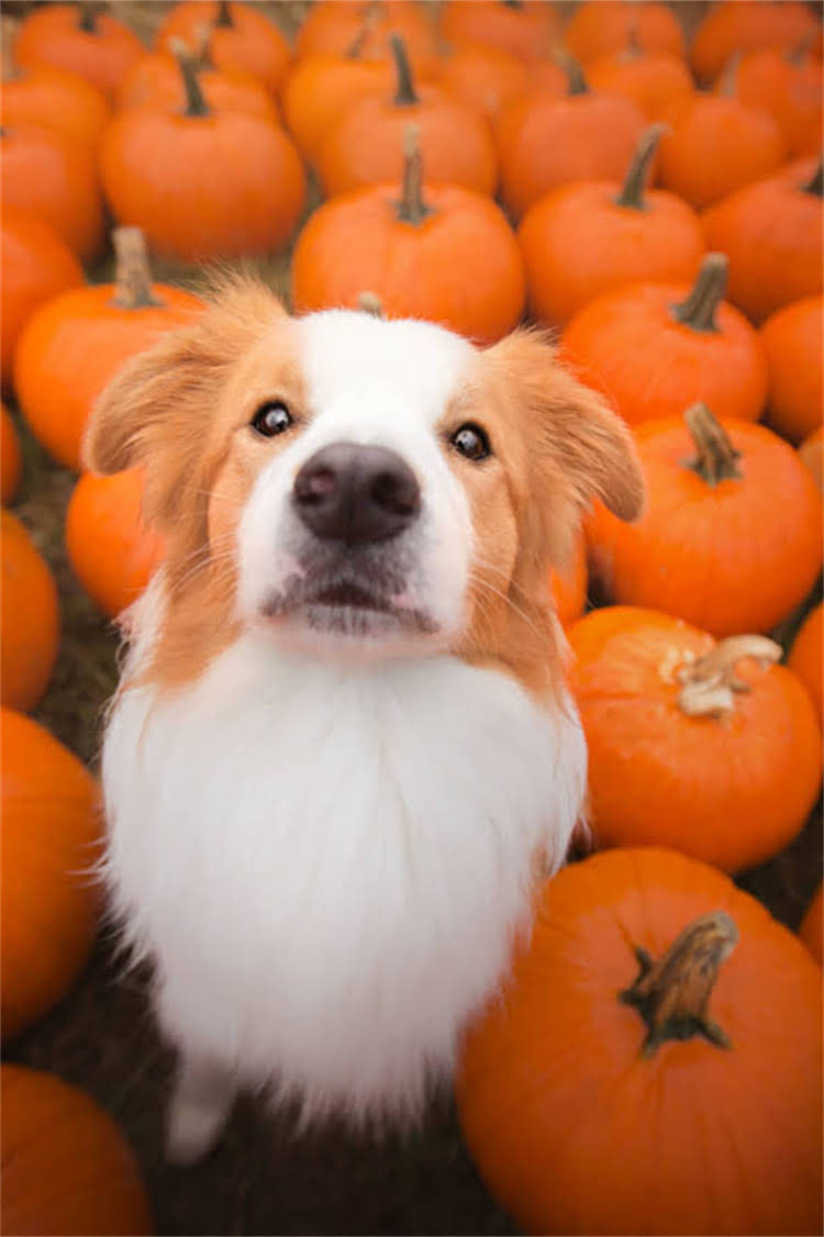 图片 泰迪犬专用驱虫药排名：8款安全有效产品全（附使用指南）2.jpg