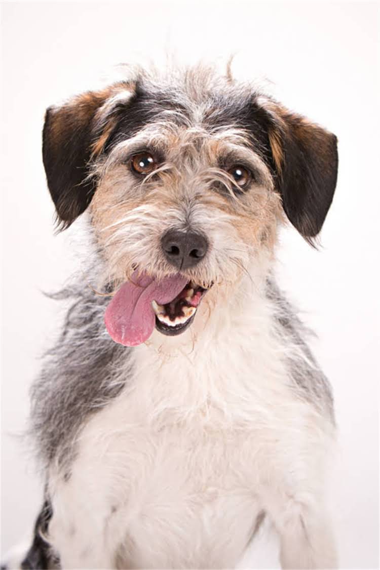 图片 泰迪犬价格全从幼犬到成犬的饲养成本清单，附低价高配选购攻略🐾.jpg