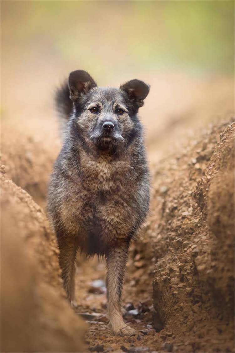 图片 泰迪犬价格全从幼犬到成犬的饲养成本清单，附低价高配选购攻略🐾1.jpg