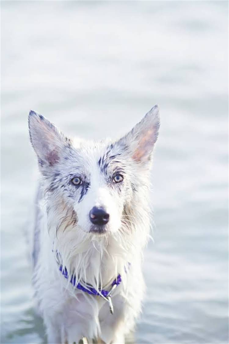 图片 泰迪犬体外驱虫价格全：不同品牌地区季节差异对比1.jpg