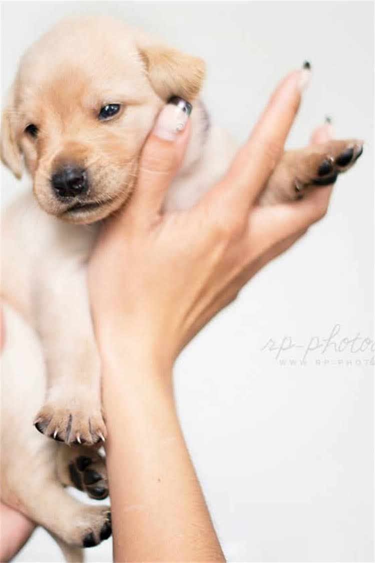 图片 泰迪犬出生体重标准是多少？5大关键指标+异常体重处理指南.jpg
