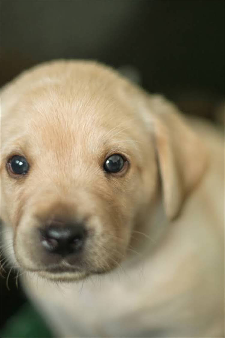 图片 泰迪犬发抖的7大常见原因及应对措施，专业兽医宠物主必知指南.jpg