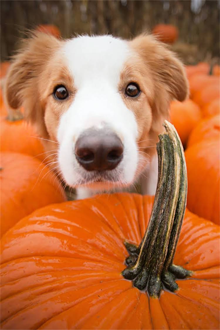 图片 泰迪犬发抖的7大常见原因及应对措施，专业兽医宠物主必知指南1.jpg