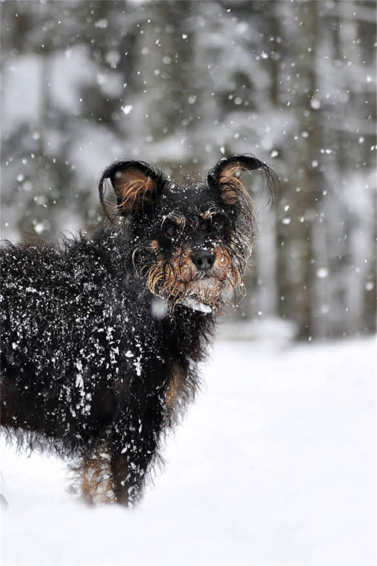 图片 泰迪犬发抖的7大常见原因及应对措施，专业兽医宠物主必知指南2.jpg