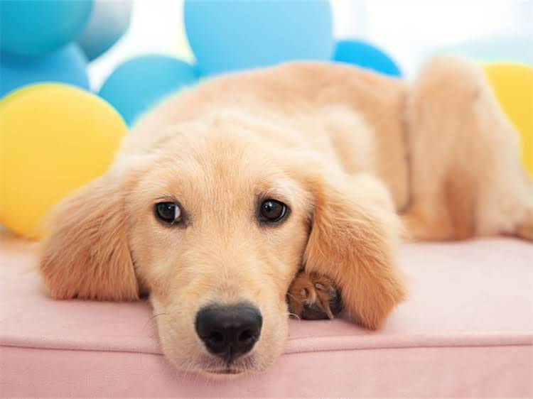 图片 泰迪犬可以喝纯牛奶吗？幼犬乳糖不耐与科学喂养全攻略.jpg