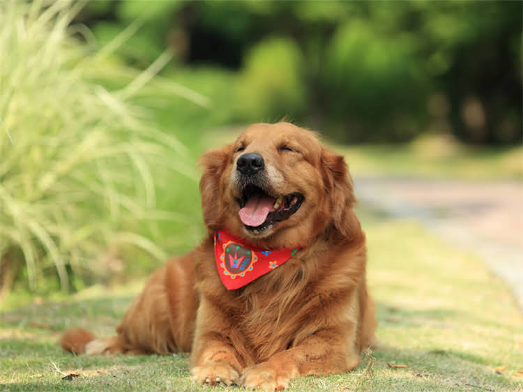 图片 泰迪犬可以喝纯牛奶吗？幼犬乳糖不耐与科学喂养全攻略1.jpg