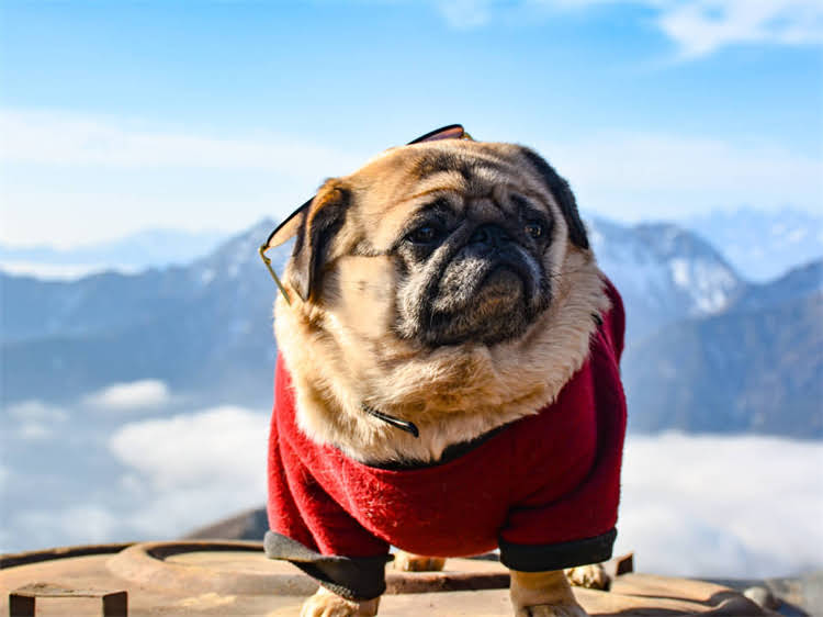 图片 泰迪犬可以喝纯牛奶吗？幼犬乳糖不耐与科学喂养全攻略2.jpg