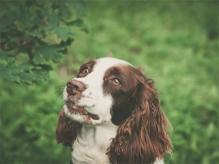 图片 泰迪犬吃皇家狗粮怎么样？优缺点全+科学喂养指南（附选购攻略）.jpg