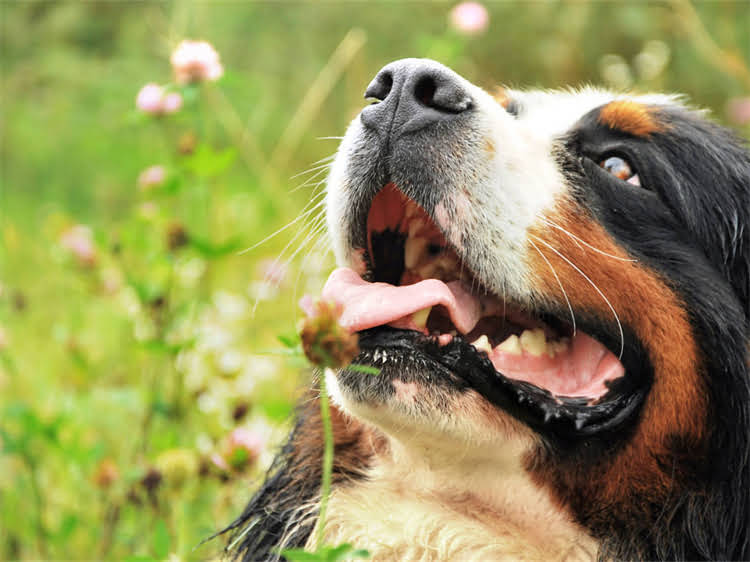 图片 泰迪犬吃皇家狗粮怎么样？优缺点全+科学喂养指南（附选购攻略）2.jpg