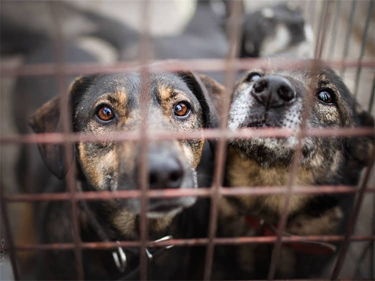 图片 泰迪犬呕吐怎么办？5步紧急处理法+家庭疗法+呕吐原因全（附紧急就医信号）.jpg