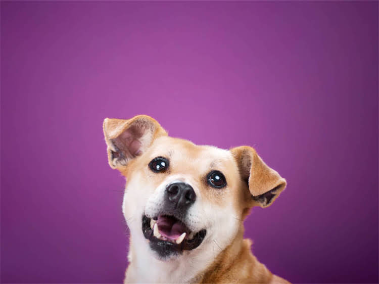 图片 泰迪犬呕吐怎么办？5步紧急处理法+家庭疗法+呕吐原因全（附紧急就医信号）1.jpg