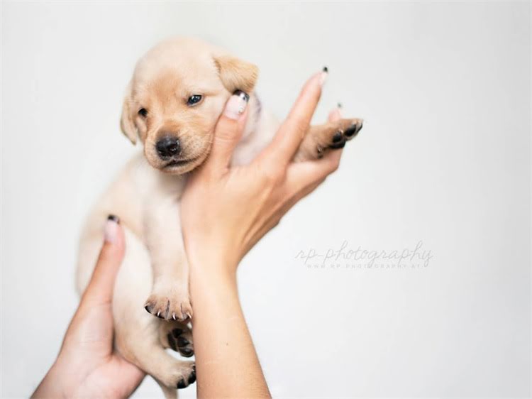 图片 泰迪犬呕吐怎么办？5步紧急处理法+家庭疗法+呕吐原因全（附紧急就医信号）2.jpg