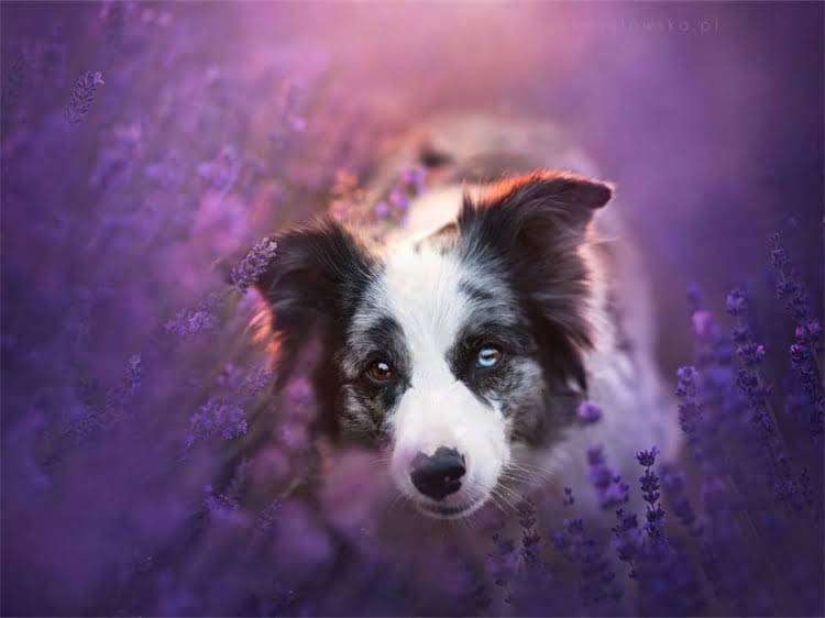 图片 泰迪犬呕吐怎么办？5种安全用药指南及家庭护理技巧1.jpg