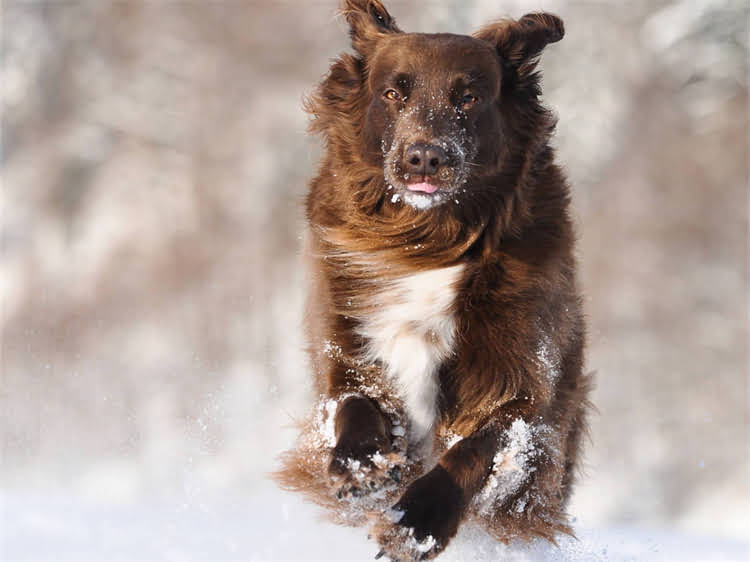 图片 泰迪犬如厕训练全攻略：7天分步指南+科学原理+常见问题解决.jpg