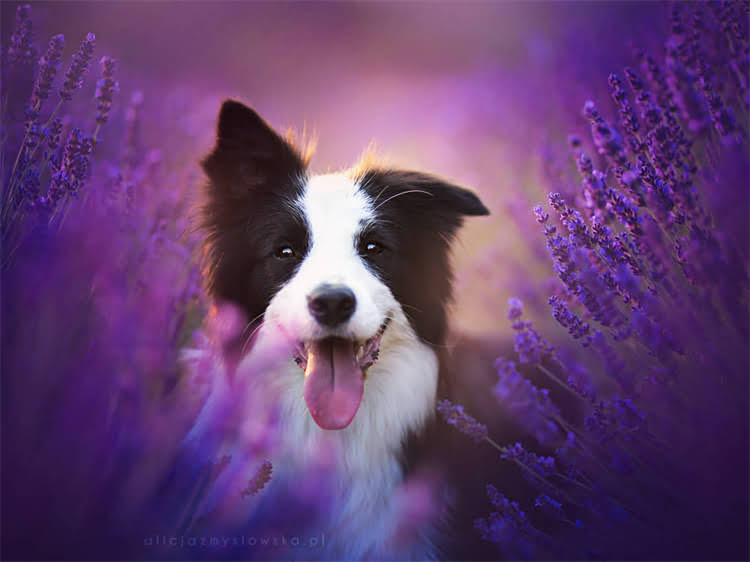 图片 泰迪犬如厕训练全攻略：7天分步指南+科学原理+常见问题解决1.jpg