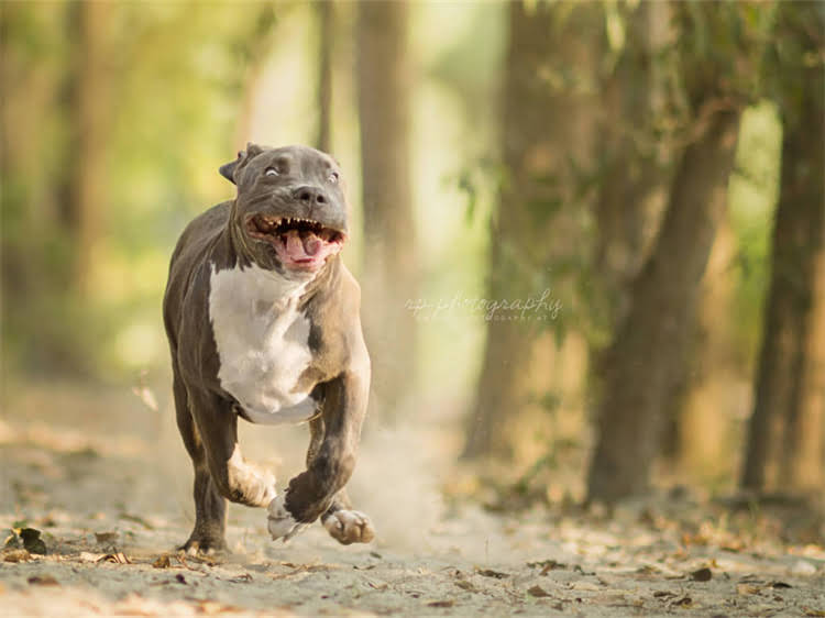 图片 泰迪犬孕期全流程护理指南：科学营养+产前准备+产后恢复的15个关键细节2.jpg