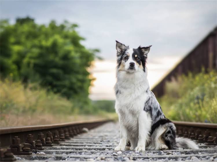 图片 泰迪犬寿命能活多久？科学养护指南与延长寿命的5大秘诀（附详细数据）.jpg
