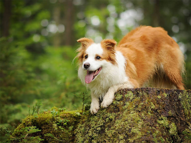 图片 泰迪犬必吃的5大黄金狗粮：科学喂养指南与营养配比.jpg