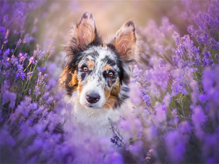 图片 泰迪犬必吃的5大黄金狗粮：科学喂养指南与营养配比2.jpg