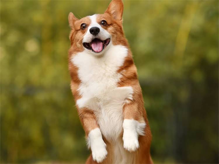 图片 泰迪犬必打！狂犬疫苗全攻略：接种时间、注意事项及常见误区1.jpg