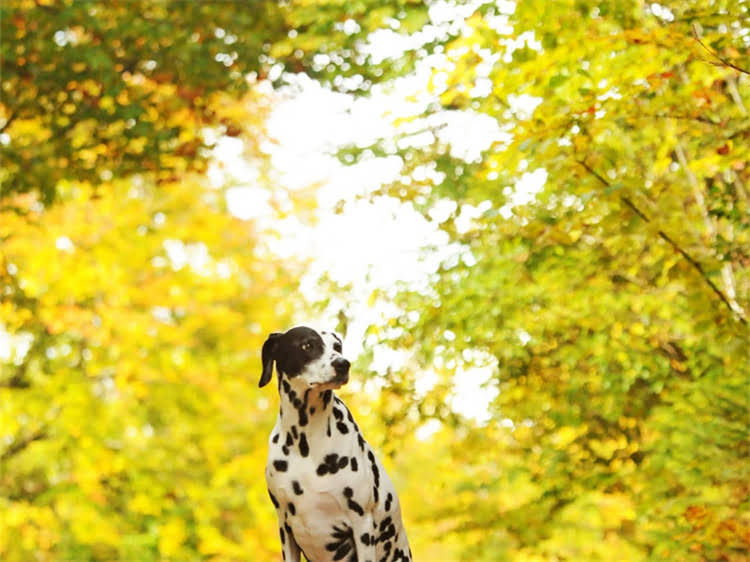 图片 泰迪犬怀孕羊水颜色全：如何通过颜色判断胎儿健康？附专业护理指南2.jpg